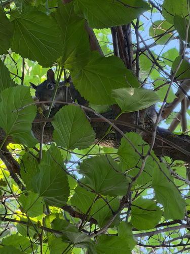 Western Gray Squirrel observed by eroticarachnid