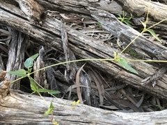 Boerhavia dominii