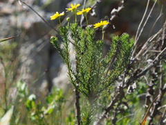 Euryops abrotanifolius