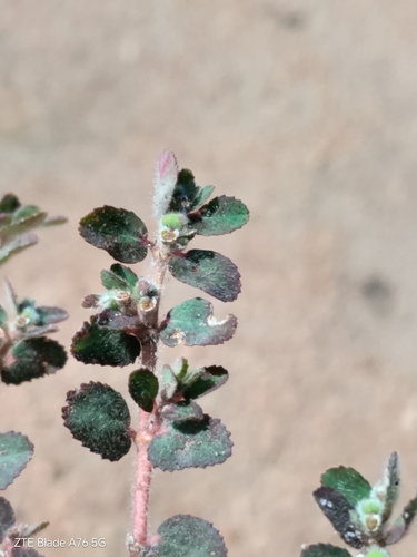 Euphorbia rochaensis
