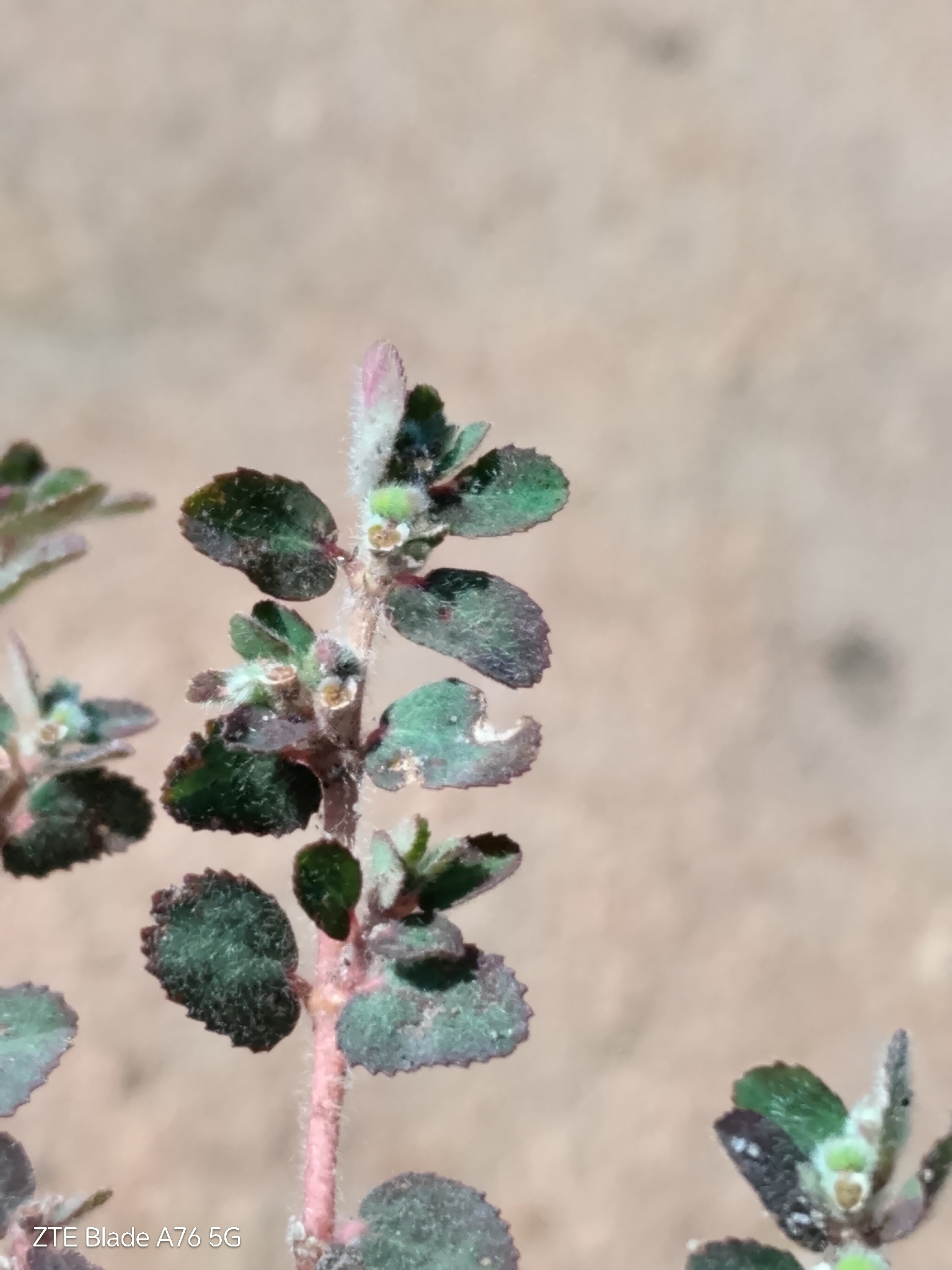Euphorbia rochaensis