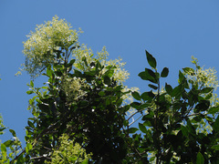 Olea capensis macrocarpa