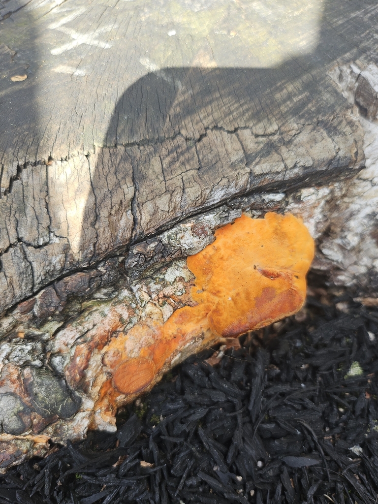 Trametes coccinea · April 2026 · photo: © bigealien (iNaturalist, cc-by)