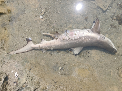 Blacktip Reef Shark