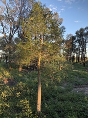 Brachychiton rupestris