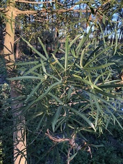 Brachychiton rupestris