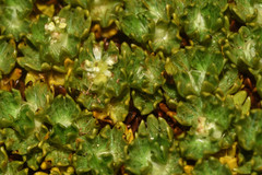Azorella selago