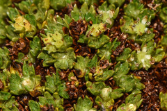 Azorella selago