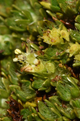 Azorella selago