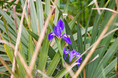 Iris giganticaerulea