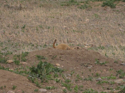 Black-tailed Prairie Dog observed by stingrayplushies