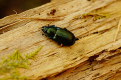 Platycerus caraboides