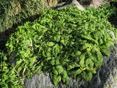 Leptinella plumosa