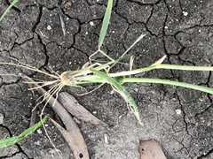 Panicum decompositum