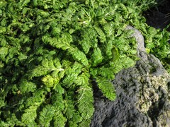 Leptinella plumosa