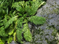 Leptinella plumosa