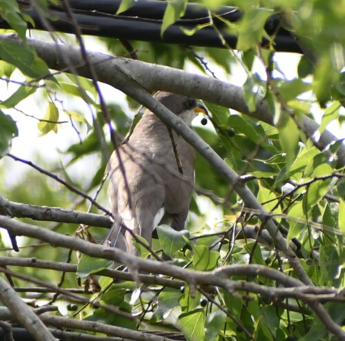Yellow-billed Cuckoo observed by mako252