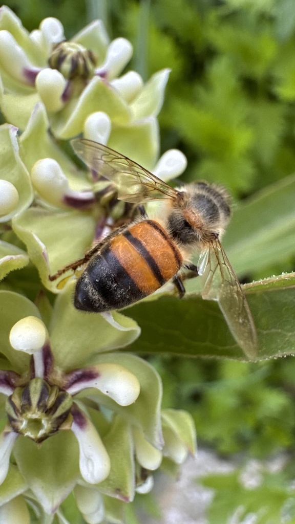 Western Honey Bee from Smokey Hill Ct, Granbury, TX, US on April 16 ...