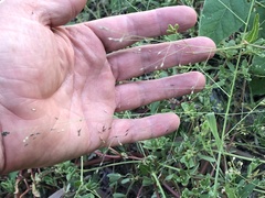 Panicum decompositum