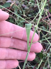 Panicum decompositum