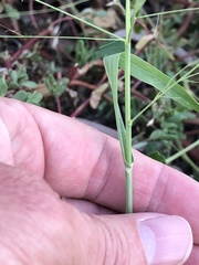 Panicum decompositum