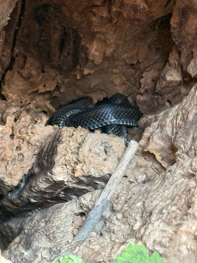 Colubrine Snakes from Cincinnati, OH, US on April 13, 2026 at 04:10 PM ...