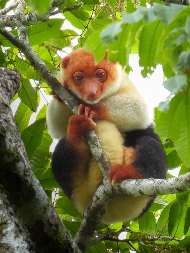 Spilocuscus rufoniger
