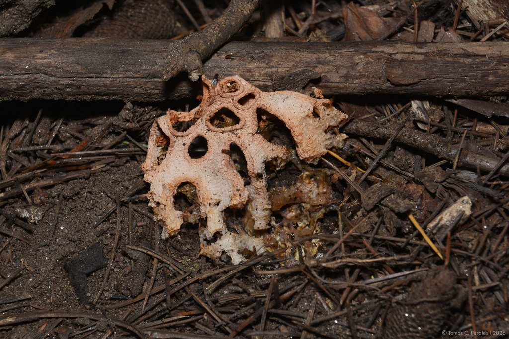 Clathrus argentinus · March 2026 · photo: © tomascarper (iNaturalist, cc-by)