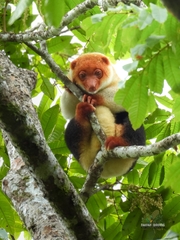 Black-Spotted Cuscus photo 2