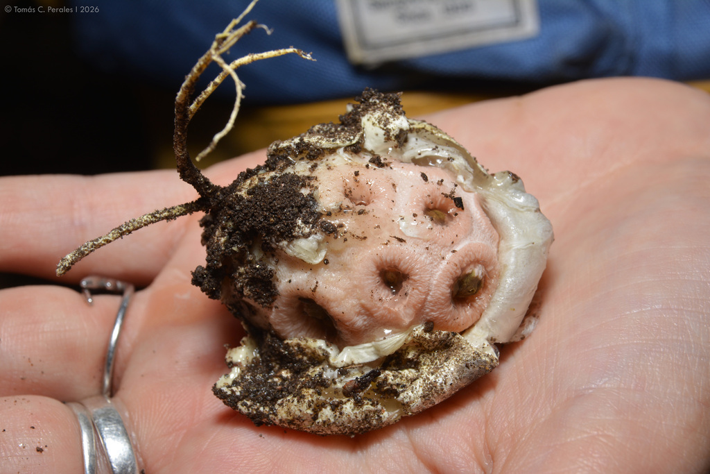 Clathrus argentinus · March 2026 · photo: © tomascarper (iNaturalist, cc-by)