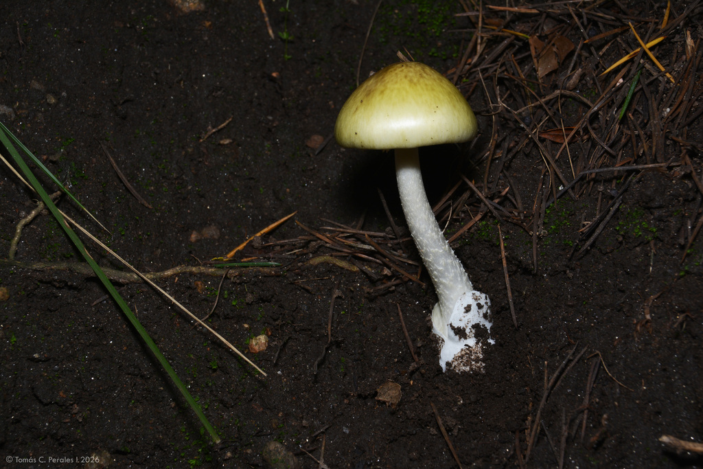 Amanita phalloides · March 2026 · photo: © tomascarper (iNaturalist, cc-by)