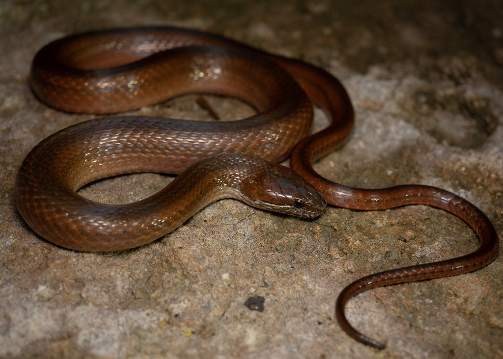 Two-Spotted Snake