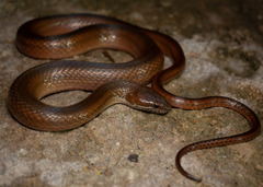Two-Spotted Snake photo 1
