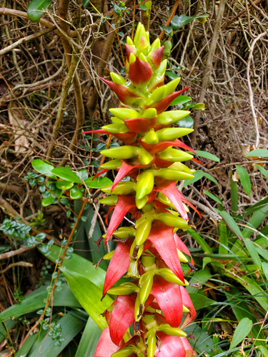 Werauhia ororiensis, photograph 4