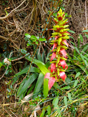 Werauhia ororiensis, photograph (c) Tom Field, some rights reserved (CC BY)