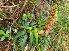 Werauhia ororiensis, photograph (c) Tom Field, some rights reserved (CC BY)