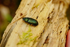 Platycerus caraboides