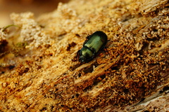 Platycerus caraboides