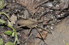 Odiellus troguloides