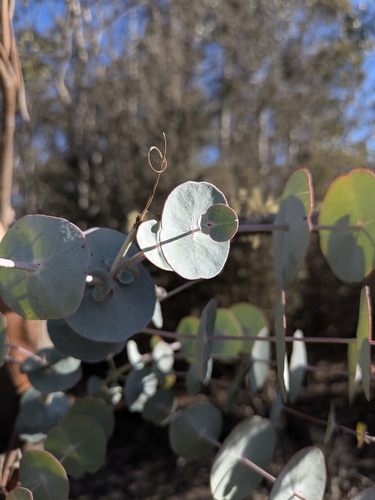 Eucalyptus perriniana, 2026-04-15