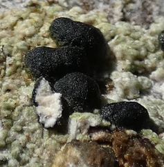 Mycoblastus affinis