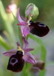 Ophrys ferrum-equinum