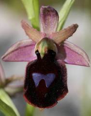 Ophrys ferrum-equinum