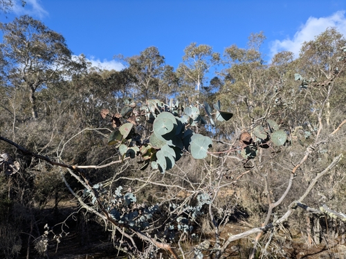 Eucalyptus perriniana, 2026-04-15