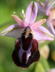Ophrys ferrum-equinum