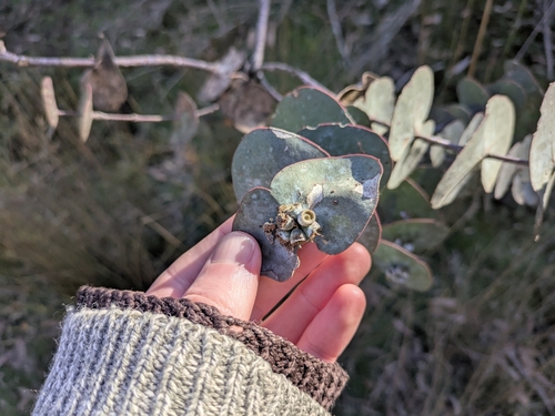 Eucalyptus perriniana, 2026-04-15