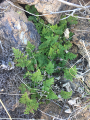 Myriopteris pringlei