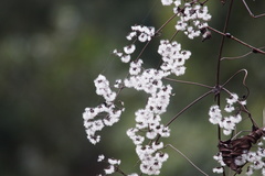 Clematis apiifolia apiifolia