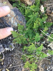 Myriopteris pringlei