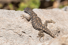 Liolaemus leopardinus